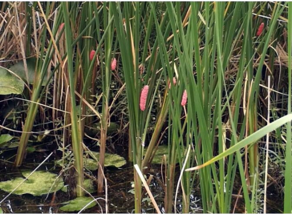 配资实盘证券配资门户 合肥全力清理“恶之花”福寿螺卵  疾控提醒：勿触勿食，暗藏致命危险  _大皖新闻 | 安徽网